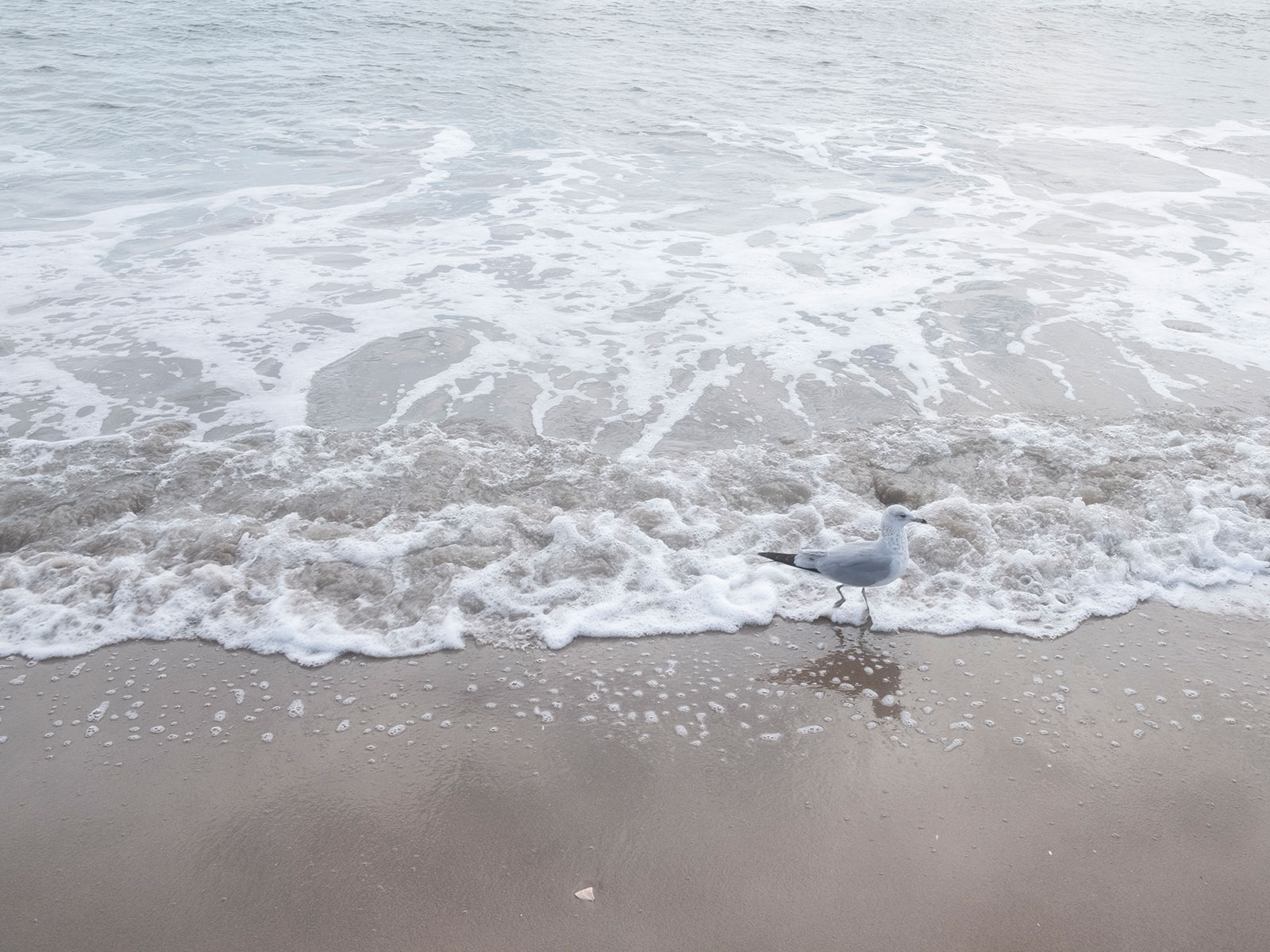 Alt-Bild aus der kuenstlerischen Arbeit Tomek - Wonderland von Anna Pekala